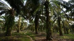 Medium_palm-oil-sumatra-indonesia