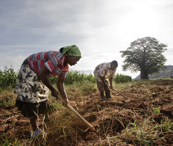 Medium_0-southern_africa_workers_preparing_fields_to_grow_corn,_gutu_project_irrigation_site