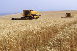 Medium_combine-harvester-wheat-field-brazil-webheader1-619x413