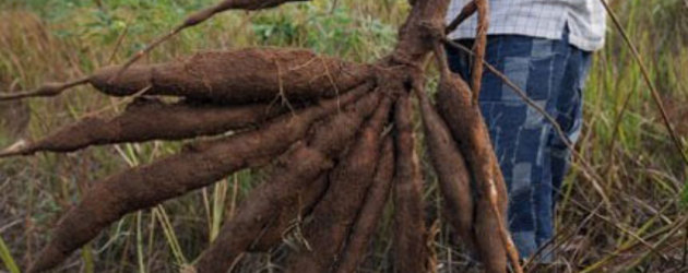 La classe paysanne congolaise regroupée au sein de la confédération COPACO s’oppose à l’expropriation des terres en RDC 