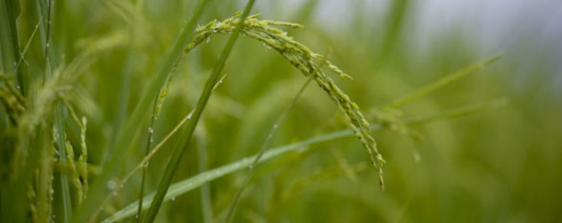 Saudi firm eyes vast hectares of Manila rice field 