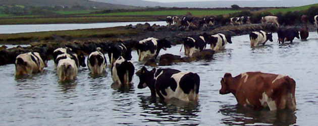 Foreign investors to put €50m into Irish dairying 