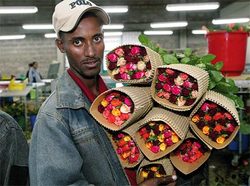 Medium_ethiopia-horticulture