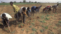 Medium_kenya_farmers-breaking-ground_curtcarnemarkworldbank