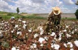 Medium_cotton-farming