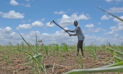 Medium_mozambique_farming