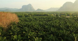 Medium_palm-oil-plantation-in-krabi-province-thailand-february-krabi-is-a-southern
