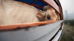 Medium_largest-halal-beef-farm-to-be-built-in-kazakhstan_strict_xxl