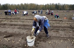 Medium_belarus_potatoes_22sep12-975x638