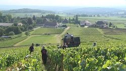 Medium_vendanges_3