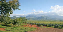 Medium_mt_uluguru_and_sisal_plantations