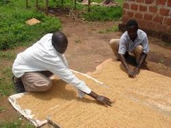 Medium_photo-3_drying-the-rice_resize