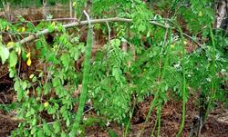 Medium_real-chinese-moringa-oleifera-seeds-tea-rare