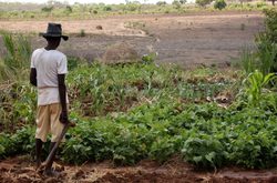 Medium_farmer_in_chimoio_1-759x500