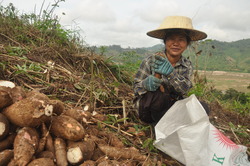 Medium_vietnam_mekong-farmer-with-cassava_newmandala