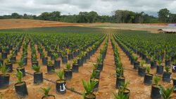 Medium_plantation-de-palmiers-a-huile-de-golden_3eca4b4305dafde55be1524b4b61bd1a