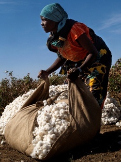 Medium_harvesting_cotton