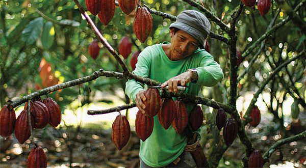 Цікаві факти про шоколад - Коли справа доходить до какао-бобів, мало не буває багато | Photo: https://www.farmlandgrab.org/post/view/26574-chinese-group-seeking-10-000-hectares-for-cacao