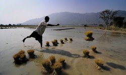 Medium_paddy-farming-in-india-010