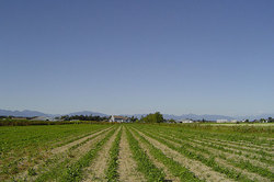 Medium_ladner-farm600px