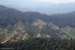 Medium_sabah_1247-768x512