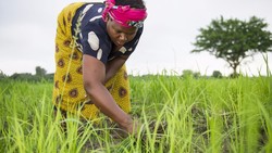 Medium_woman-weeding-in-rice-fields-near-the-kpl-plantation-greenpeace-1140x641