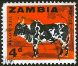 Medium_zambia-5