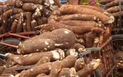 Medium_cassava