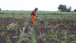 Medium_business_a_worker_ploughs_at_a_sugarcane_plantation_in_kampong_speu_province_last_year_09_06_2016_hong_menea