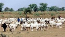 Medium_des_éleveurs_et_leur_troupeau_dans_ladamaoua1_800xyyy