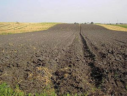 Medium_soil-758614