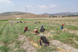 Medium_les_femmes_recoltant_les_pommes_dans_la_ferme_kitoko_food