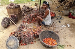 Medium_liberia_oil_palm