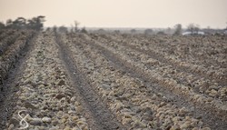 Medium_potatoes-zoom1-senegindia-agriculture-project-770x440