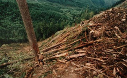 Medium_deforestacionenlatinoamerica