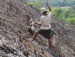 Medium_malagasy_rice_planting_01