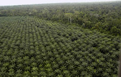 Medium_palmeraie_plantation_670
