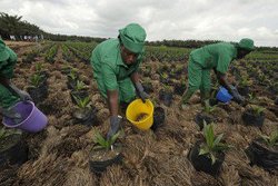 Medium_huile-de-palme-cote-ivoire-300x200