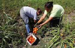 Medium_medium_cueilleurs-tomates-dans-sud-roumanie-13-8-2014