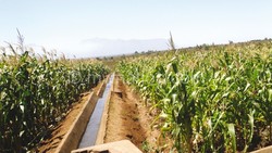 Medium_irrigation