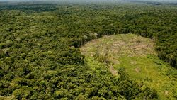 Medium_noticia-deforestacion