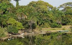 Medium_foret-casamance