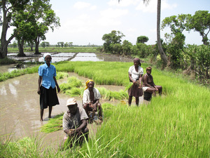 Original_0-haiti_original_women_farmers_at_rice_cooperative_in_northern_haiti_photo_salena_tramel_grassroots_international