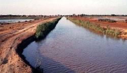 Medium_2811-52438-mauritanie-une-ferme-agricole-de-plus-de-2-000-hectares-inauguree-dans-la-vallee-du-fleuve-senegal_m