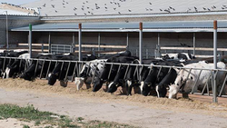 Medium_kazakh-dairy
