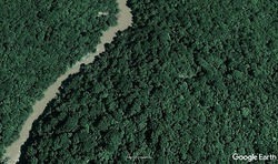 Medium_palm-oil-01