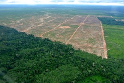 Medium_oil-palm