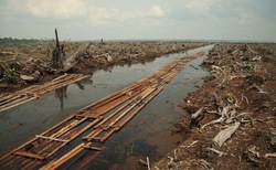 Medium_riaudeforestation2006-580x358