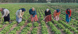 Medium_femmes-agricultrices
