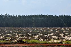 Medium_03-1017-0116-eucalipto-fibria-vr